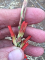 Tritoniopsis triticea