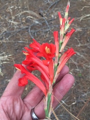 Tritoniopsis triticea