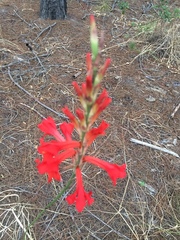 Tritoniopsis triticea