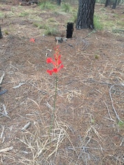 Tritoniopsis triticea