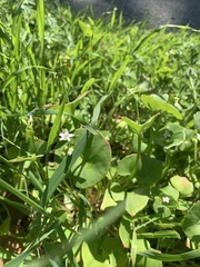 Claytonia perfoliata