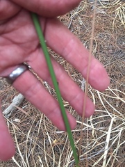 Tritoniopsis triticea