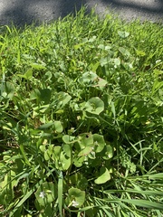 Claytonia perfoliata