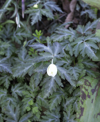 Anemonoides nikoensis