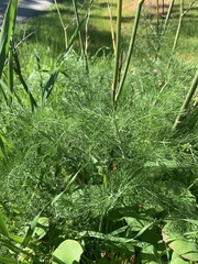 Foeniculum vulgare