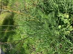 Foeniculum vulgare