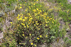 Osteospermum polygaloides polygaloides