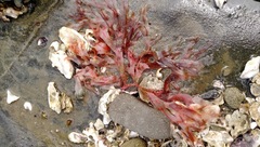 Stenogramma interruptum
