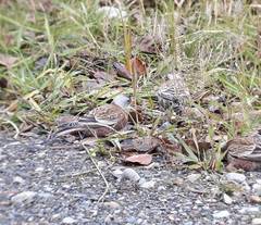 Leucosticte tephrocotis littoralis
