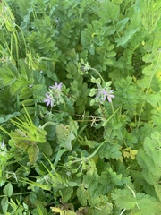 Erodium moschatum