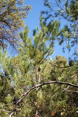 Pinus greggii