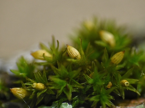 Orthotrichum pusillum