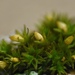 Orthotrichum pusillum - Photo (c) Aidan Campos, some rights reserved (CC BY-NC), uploaded by Aidan Campos