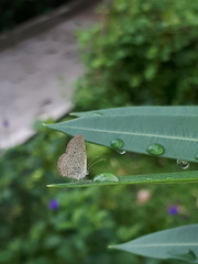 Zizula hylax pygmaea