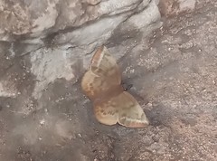 Achlyodes