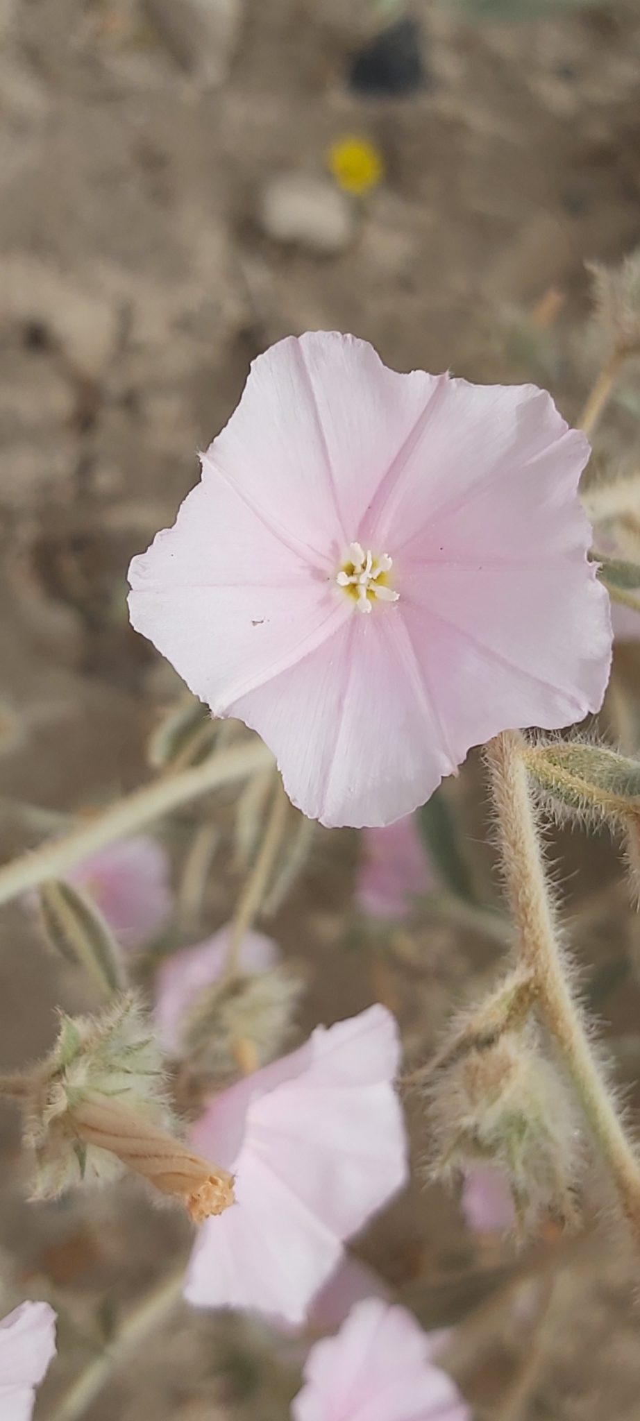 Convolvulus Cephalopodus Boiss