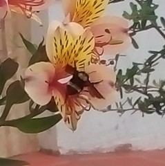 Bombus