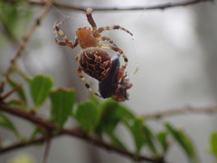Salsa brisbanae