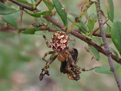 Salsa brisbanae