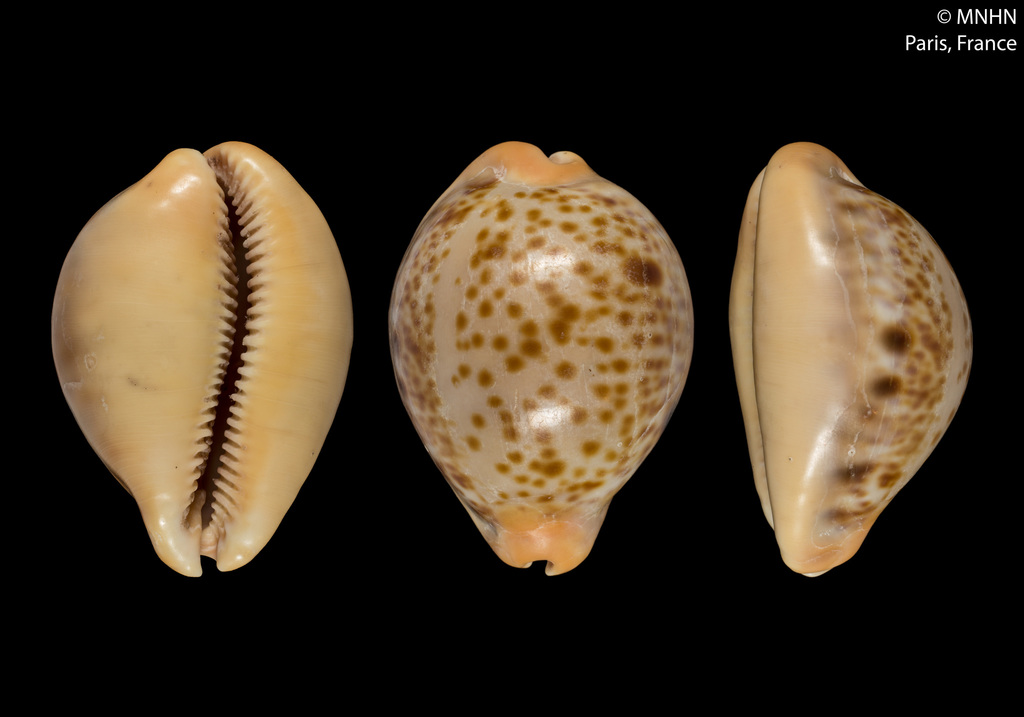 Porter's cowrie