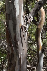 Eucalyptus urnigera