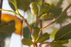 Eucalyptus urnigera