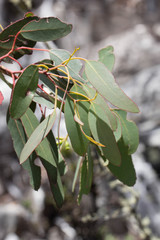 Eucalyptus urnigera