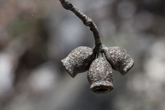 Eucalyptus urnigera