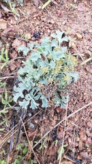 Lomatium repostum