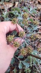 Lomatium repostum