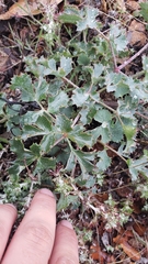 Lomatium repostum