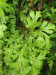 Selaginella