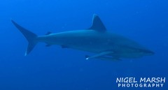 Carcharhinus albimarginatus