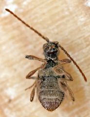 Ptinus raptor