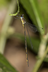 Synlestes selysi