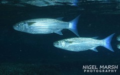 Crenimugil crenilabis