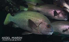 Plectorhinchus unicolor