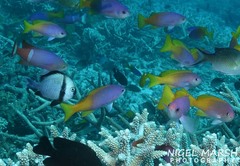 Pseudanthias pictilis