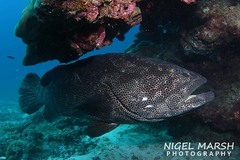 Epinephelus malabaricus