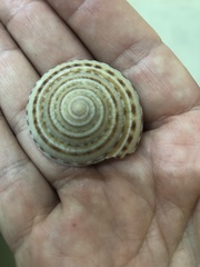 Architectonica
