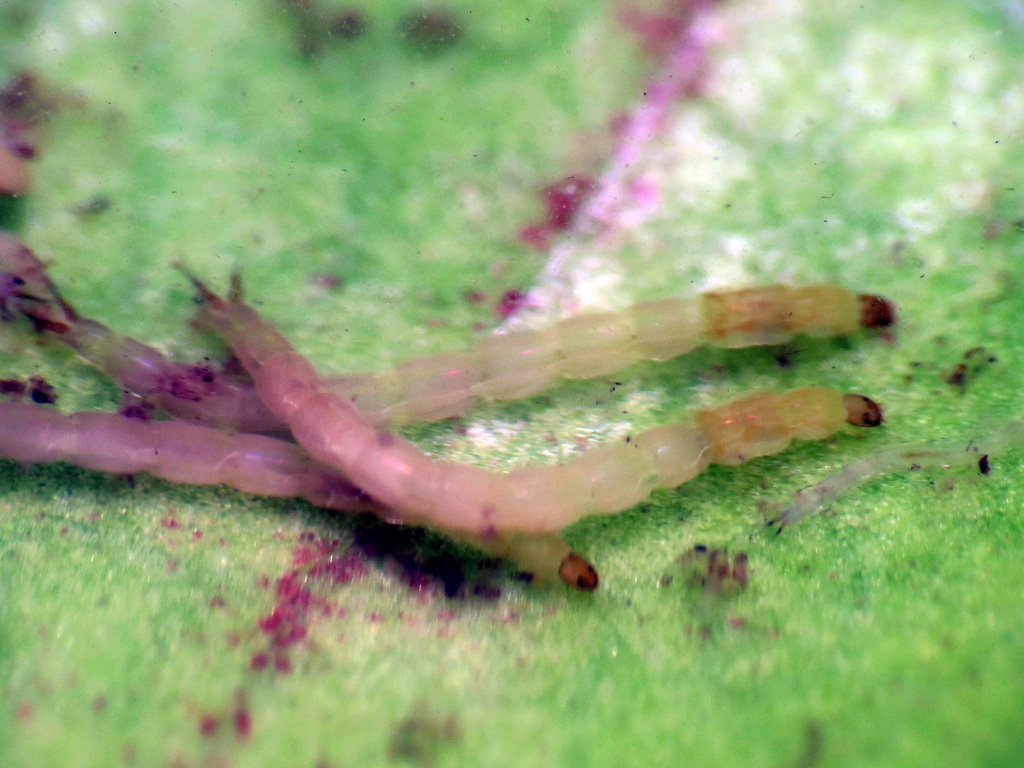 Pitcher Plant Midge
