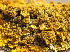 Xanthoria calcicola