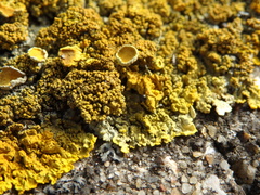 Xanthoria calcicola