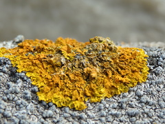 Xanthoria calcicola