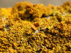 Xanthoria calcicola