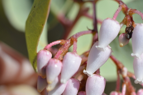 Whiteleaf Manzanita