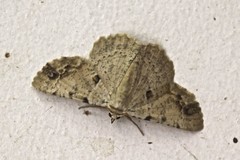 Aeolochroma quadrilinea