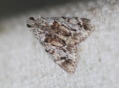 Enchesphora recurvalis