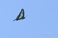 Graphium cloanthus