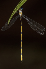 Synlestes selysi